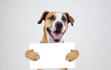 American election activism concept with staffordshire terrier dog.  Funny pitbull terrier holds empty sign in studio background - obrazy, fototapety, plakaty