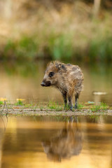 The Wild Boar piglet, sus scrofa is standing in the shoreline of a pond in the golden light of sunset. The Piglet is mirroring in the golden surface of the pond. ..
