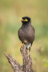 The Common myna siiting on the top of stick in green background