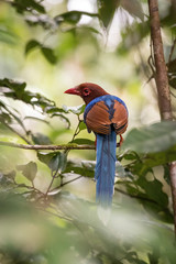 The Sri Lanka Blue Magpie or Ceylon Magpie, Urocissa ornata is sitting and posing on the branch, amazing picturesque green background, in the morning during sunrise, Srí Lanka..