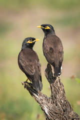 The Common myna siiting on the top of stick in green background