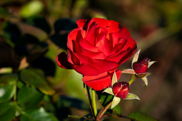 Red Rose