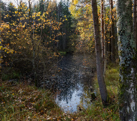 lake in autumn forest