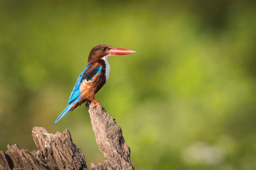 The White-throated Kingfisher, Halcyon smyrnensis is sitting and posing on the stick, amazing picturesque background, in the morning during sunrise, waiting for its prey in Srí Lanka..