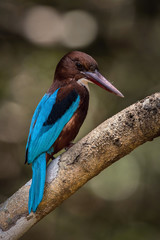 The White-throated Kingfisher, Halcyon smyrnensis is sitting and posing on the stick, amazing picturesque background, in the morning during sunrise, waiting for its prey in Srí Lanka..