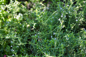 Flowering white flowers rosemary, aromatic and useful plant, background