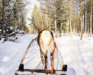 Reindeer sleigh ride Finland in Lapland in winter