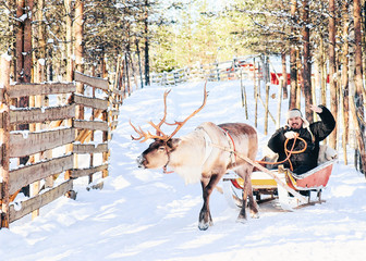 Man riding Reindeer sled in Finland in Lapland winter