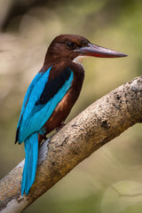 The White-throated Kingfisher, Halcyon smyrnensis is sitting and posing on the stick, amazing picturesque background, in the morning during sunrise, waiting for its prey in Srí Lanka..