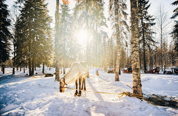 Reindeer in Finland in Lapland in winter sunset