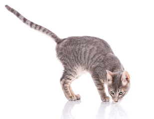 Serengeti thoroughbred cat on a white background.