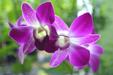 Naklejka na ściany i meble Dendrobium orchid, Dendrobium sp., Central of Thailand