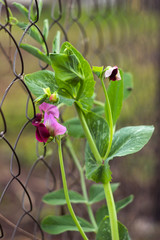 Pea bloom in pink in the garden, bean plant of the fence