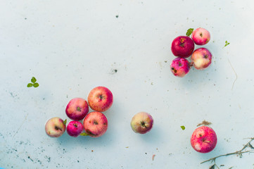 Harvest. Red overripe apples in water