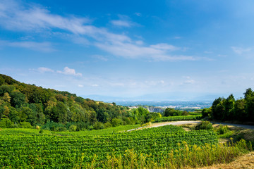 Germany, Vineyard and colorful forest of fertile wine production region of Kaiserstuhl
