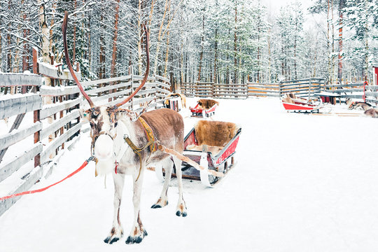 Reindeer in sled in Finland Lapland in winter