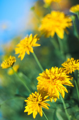 Bright yellow flowers on a blue sky blurred background on a Sunny summer day.