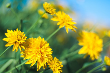 Bright yellow flowers on a blue sky blurred background on a Sunny summer day.	