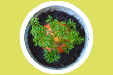 Young shoot of carrot plant in recycled plastic cup