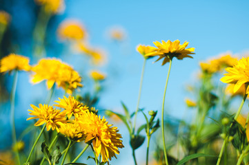 Bright yellow flowers on a blue sky blurred background on a Sunny summer day.