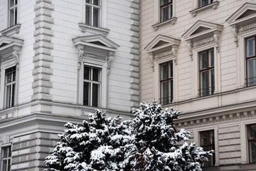 Old building facade and a snowy tree. Vienna, Austria.