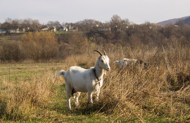 two goats in the field