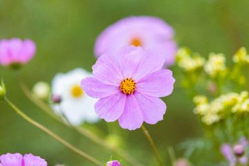 Fototapeta premium Pink cosmos flower