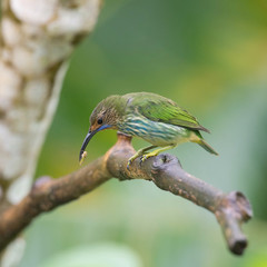 The Purple Honeycreeper, Cyanerpes Caeruleus is sitting on the branch in green backgound, amazing blue colored bird, Trinidad