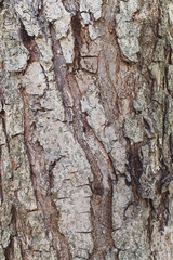 The texture of the apple tree bark