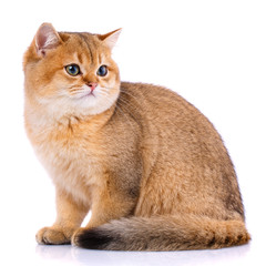 Portrait of a smooth-haired straight Scotch cat on a white