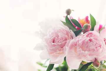 bouquet of delicate pink peonies in the early morning © Liliya
