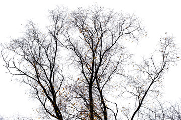 Tree branches isolated on the white background.