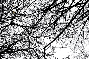 Tree branches isolated on the white background.