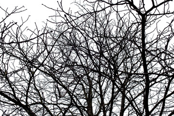 Tree branches isolated on the white background.