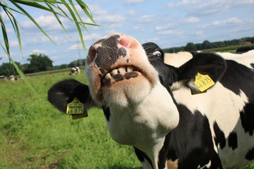 Hungry cow / Hungrige Kuh auf der Außenweide, die gerne das Gras haben möchte, was hochgehalten...