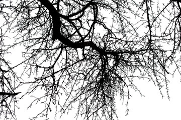 Obraz premium Tree branches isolated on the white background.