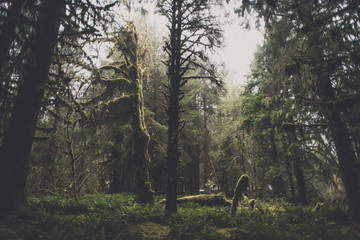 Hoh Rainforest Washington