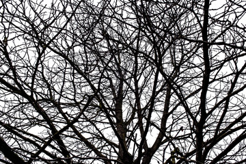 Tree branches isolated on the white background.