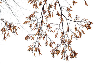 Tree branches isolated on the white background.
