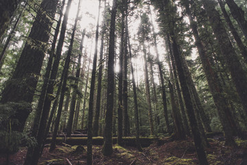 Hoh Rainforest Washington