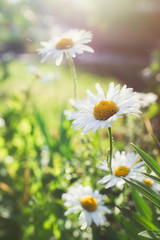 Flowers. Daisies at sunset in the garden on the sunny day. Сhamomile