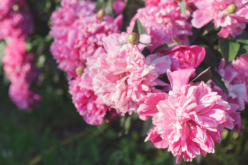 Flowers. Beautiful pink peonies in the garden on a summer day. Blooming pink peony in the sun.	