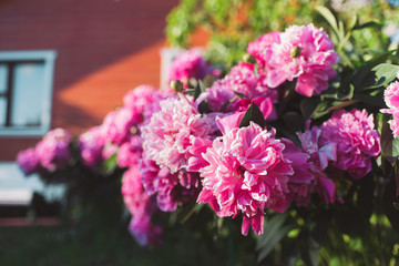 Flowers. Beautiful pink peonies in the garden on a summer day. Blooming pink peony in the sun.