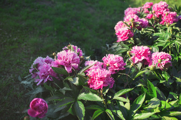 Flowers. Beautiful pink peonies in the garden on a summer day. Blooming pink peony in the sun.