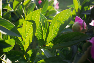Flowers. Beautiful pink peonies and leaves in the garden on a summer day. 	