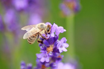 Fototapeta premium bee on lavender