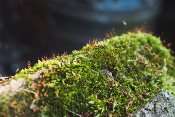 Green moss on a stone on a summer day.