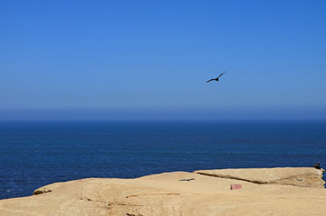 A wild bird flying and two others perching on the cliff at Paracas National Reserve in Ica region of Peru with blue Pacific ocean in background