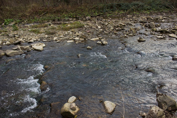 stream in the forest
