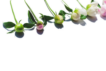 Peony flowers. The layout from an unopened Bud to a flower. Flowers on white background.	